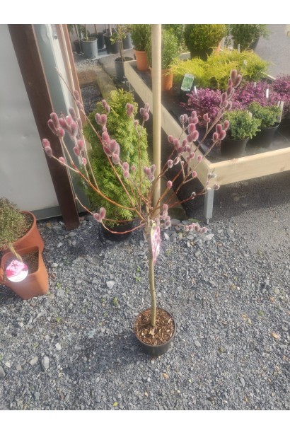 Верба тонкостовбурна Маунт Асо на штамбі 